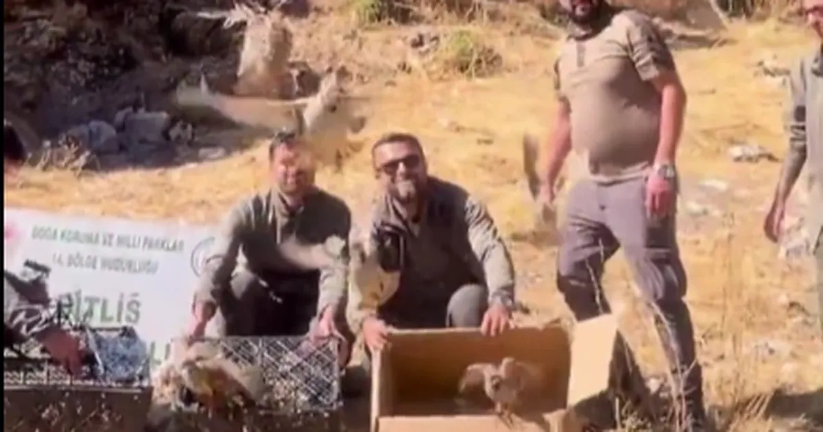 bitliste keklik ticaretine darbe 90 kinali keklik dogaya salindi eUFn5Kxq