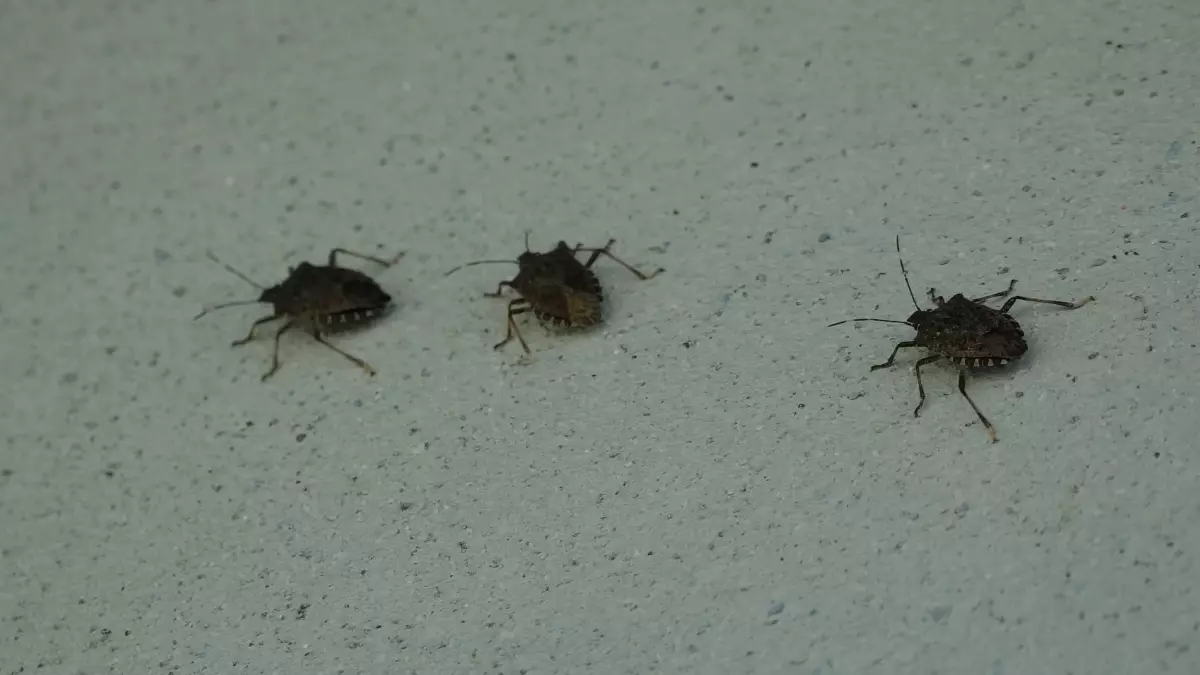 kahverengi kokarca uyarisi cilde temas edilmemeli mh4NHn31.jpg