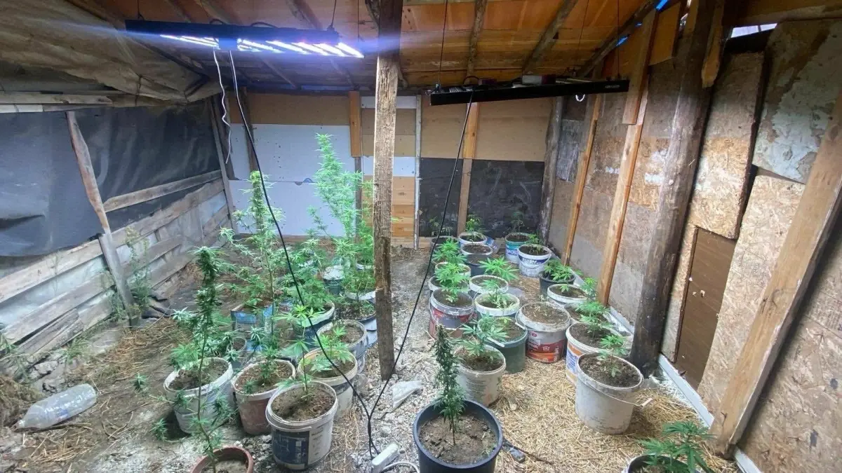 kusadasinda hint keneviri yetistiren iki supheli yakalandi 3Wbt4diQ.jpg